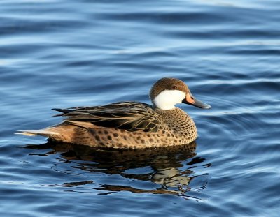 Bahamapijlstaart - White-cheeked Pintail