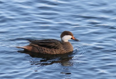 Bahamapijlstaart - White-cheeked Pintail