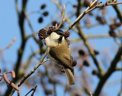 Matkop - Willow Tit