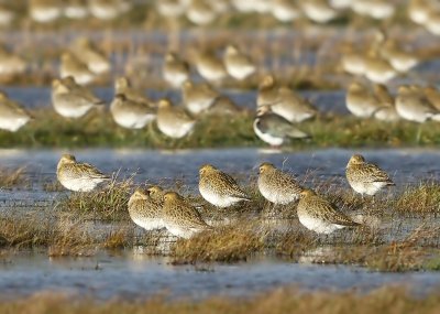 Goudplevieren - European Golden Plovers