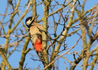 Grote Bonte Specht - Great Spotted Woodpecker