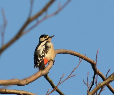 Grote Bonte Specht - Great Spotted Woodpecker