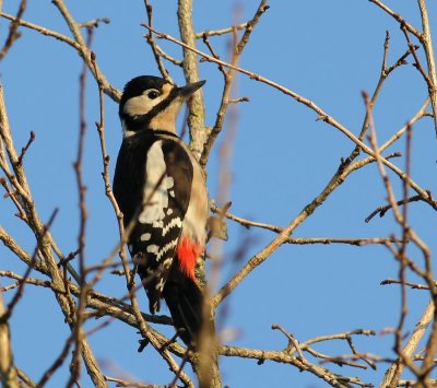 Grote Bonte Specht - Great Spotted Woodpecker