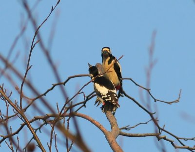 Grote Bonte Spechten - Great Spotted Woodpeckers