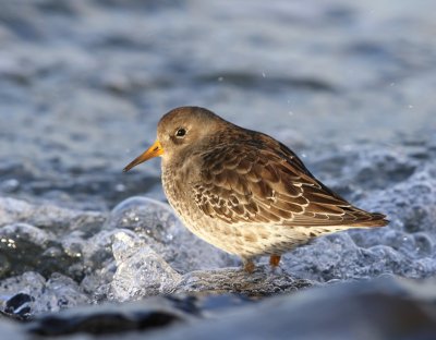 Paarse Strandloper - Purple Sandpiper