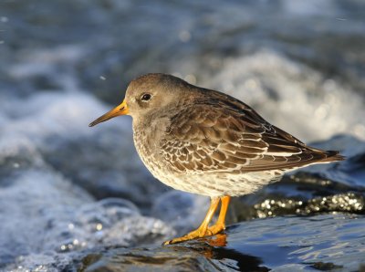 Paarse Strandloper - Purple Sandpiper