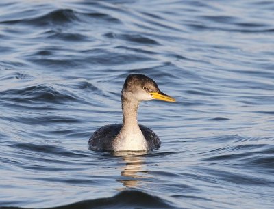 Roodhalsfuut - Red-necked Grebe