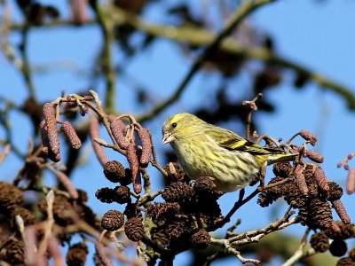 Sijs - Eurasian Siskin