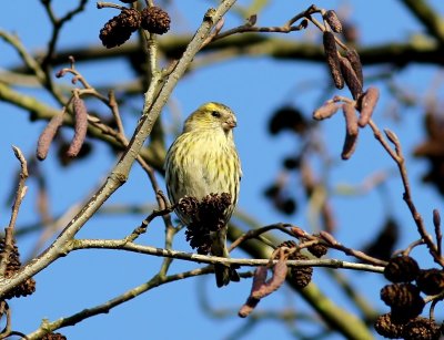 Sijs - Eurasian Siskin