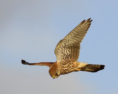 Torenvalk - Common Kestrel