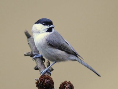 Glanskop - Marsh Tit