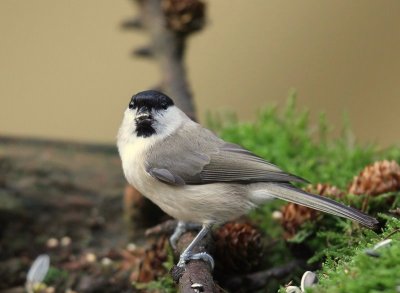 Glanskop - Marsh Tit