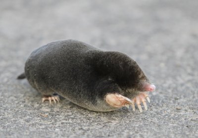 Mol - Mole