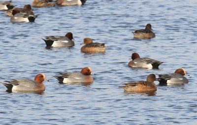 Smienten - Eurasian Wigeons