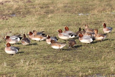 Smienten - Eurasian Wigeons