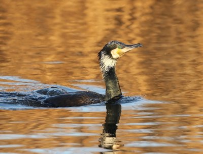 Aalscholver - Great Cormorant