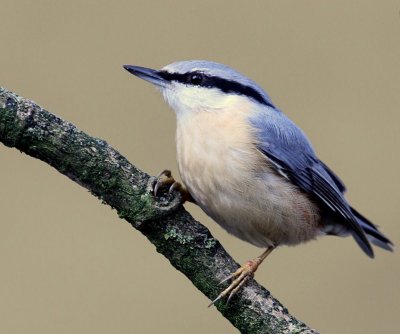 Boomklever - Eurasian Nuthatch