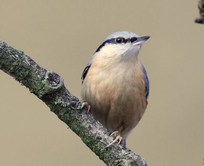 Boomklever - Eurasian Nuthatch