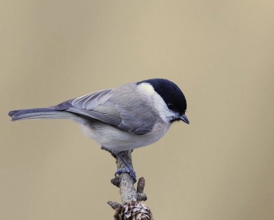 Glanskop - Marsh Tit