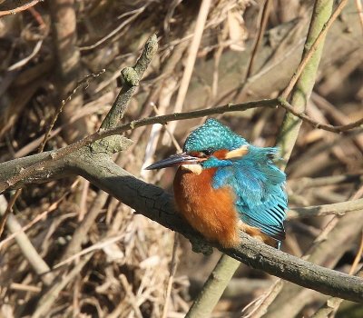 IJsvogel - Common Kingfisher