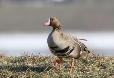 Kolgans - Greater White-fronted Goose