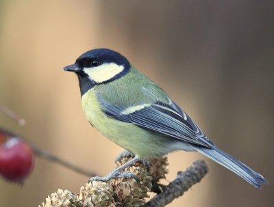 Koolmees - Great Tit