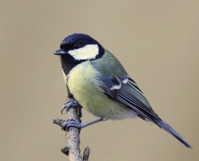 Koolmees - Great Tit