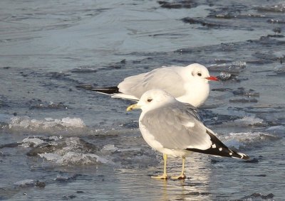 Stormmeeuw - Common Gull