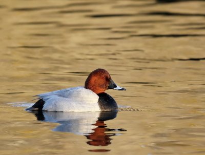 Tafeleend - Common Pochard