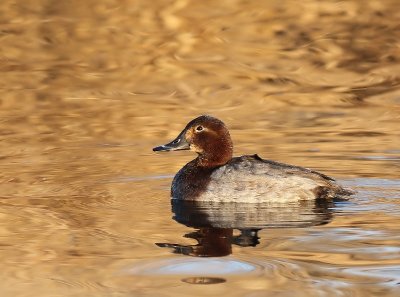 Tafeleend - Common Pochard