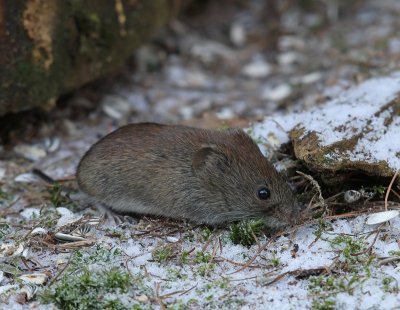 Veldmuis - Common Vole