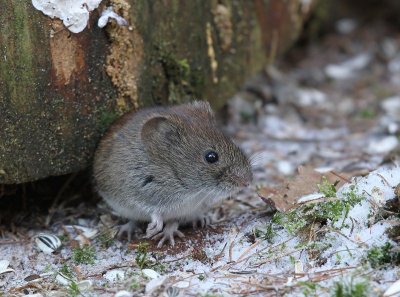 Veldmuis - Common Vole