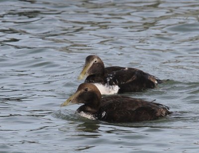 Eiders - Common Eiders