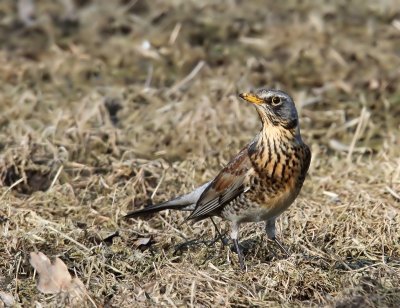 Kramsvogel - Fieldfare