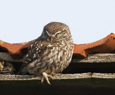 Steenuil - Little Owl