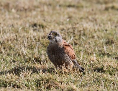 Torenvalk - Common Kestrel