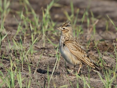 Veldleeuwerik - Eurasian Skylark
