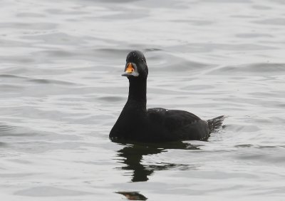 Zwarte Zee-eend - Common Scoter