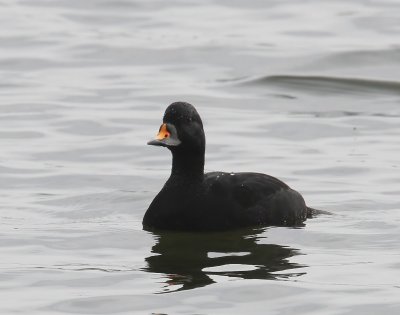 Zwarte Zee-eend - Common Scoter