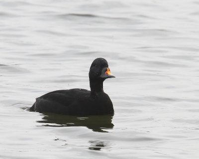 Zwarte Zee-eend - Common Scoter
