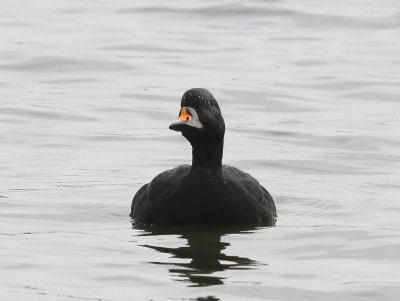 Zwarte Zee-eend - Common Scoter