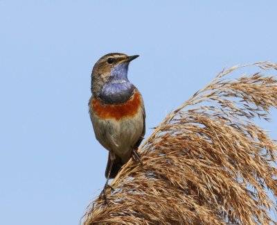 Blauwborst - Bluethroat