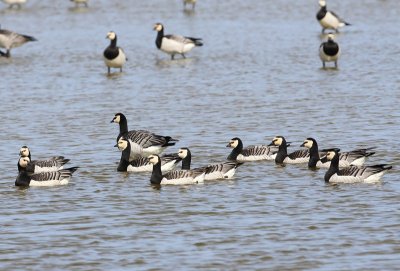 Brandganzen - Barnacle Geese