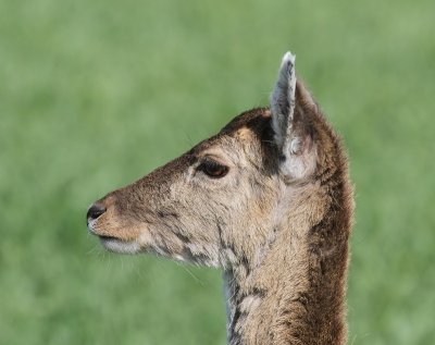 Damhert - Fallow Deer