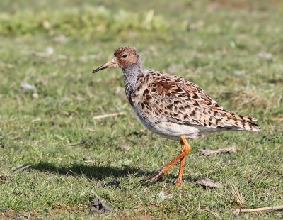 Kemphaan - Ruff