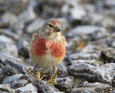 Kneu - Common Linnet