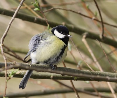 Koolmees - Great Tit