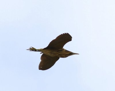 Roerdomp - Great Bittern