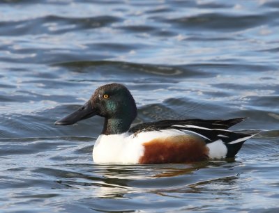 Slobeend - Northern Shoveler