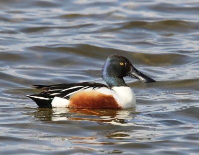 Slobeend - Northern Shoveler